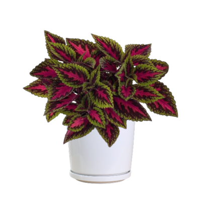 Plectranthus scutellarioides L - Image 2
